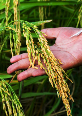 Agriculture production in Africa